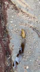 Halosaccion glandiforme