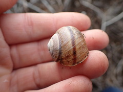 Helminthoglypta walkeriana