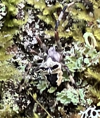 Araneus nordmanni
