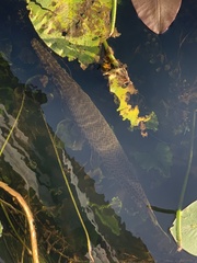 Lepisosteus platyrhincus