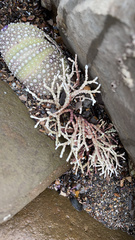 Calliarthron tuberculosum