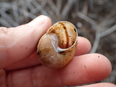 Helminthoglypta walkeriana