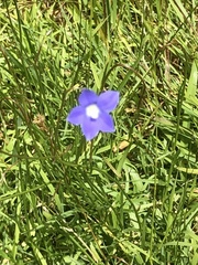 Wahlenbergia violacea