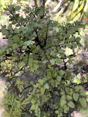 Nothofagus cliffortioides