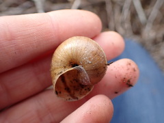 Helminthoglypta walkeriana