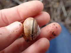 Helminthoglypta walkeriana