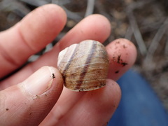 Helminthoglypta walkeriana