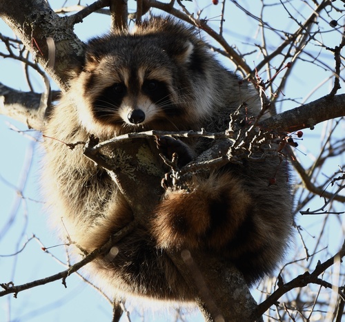 Common Raccoon photographed in New Hampshire