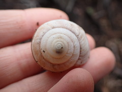 Helminthoglypta walkeriana