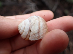 Helminthoglypta walkeriana