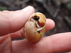 Helminthoglypta walkeriana