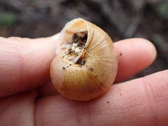 Helminthoglypta walkeriana