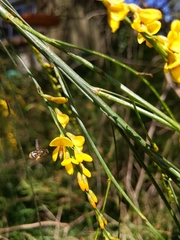 Trichocolletes venustus