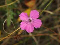 Dianthus seguieri