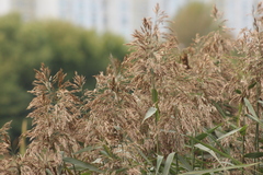 Phragmites australis