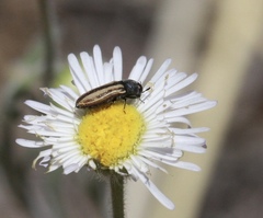 Acmaeodera quadrivittatoides