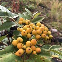 Sorbus