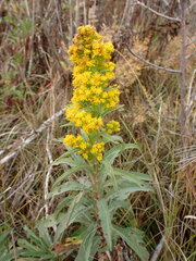 Solidago confinis