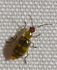 Diabrotica speciosa