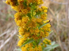 Solidago confinis