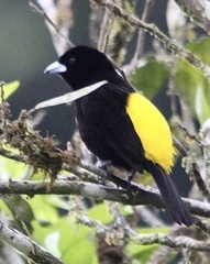 Ramphocelus flammigerus icteronotus