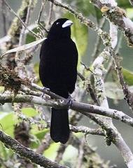 Ramphocelus flammigerus icteronotus