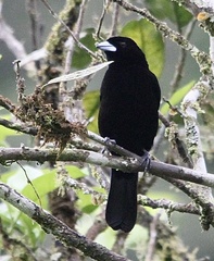 Ramphocelus flammigerus icteronotus