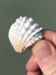 Arcinella cornuta