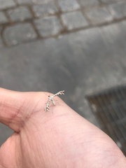 Singularia alternaria