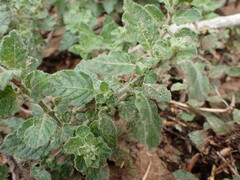 Solanum xanti