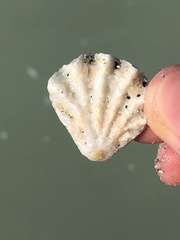 Plicatula gibbosa