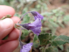 Solanum xanti