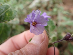 Solanum xanti