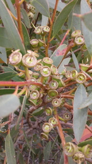 Eucalyptus diversifolia diversifolia