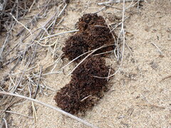 Pholisma arenarium