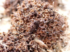 Pholisma arenarium
