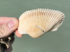 Anadara secticostata