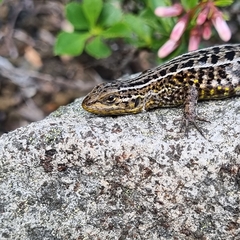 Liolaemus araucaniensis