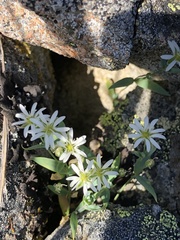 Stellaria longipes