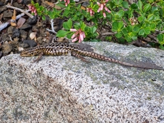 Liolaemus araucaniensis