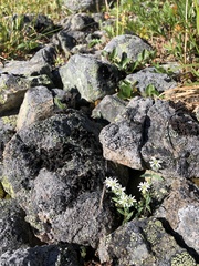 Stellaria longipes