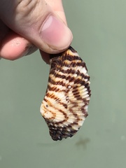 Arca zebra