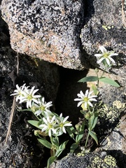 Stellaria longipes