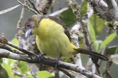 Ramphocelus flammigerus