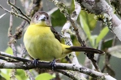 Ramphocelus flammigerus