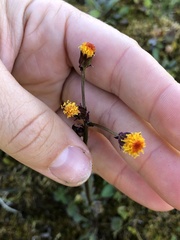 Packera pauciflora