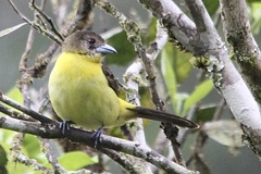Ramphocelus flammigerus
