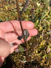 Packera pauciflora