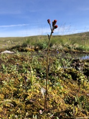 Packera pauciflora