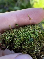 Conostomum tetragonum